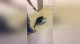 Newsflare Edit - Crazy cat journey... around the kitchen!