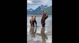 Brown bear cubs 'use sign language' in adorable footage