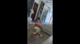 Dog Excitedly Comforts Crying Child