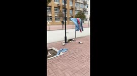A Stray Dog Enjoys A New Mattress