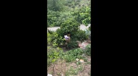Adorable Moment as Little Girl Helps Parent Pick Fruits