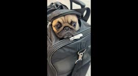 Travel-Sized Frankie