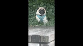 Pug Smiling and Pouting on Command