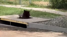 Black Bear Rescued From Storm Drain in Colorado Springs