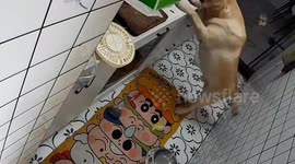Golden Retriever drags wok full of food off a stove