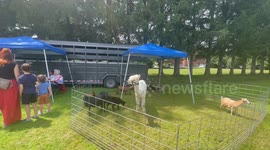 Lama and baby goats together in a pen at the Veteran Home in Bennington Vermont