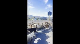 Only In Cape Town will you see things like this happening