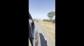 Old male Leopard Spotted in Kruger National Park