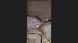 My grass-cutters are eating ❣️