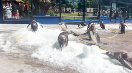 Zoo penguins pictured playing in mounds of ice to help with heatwave