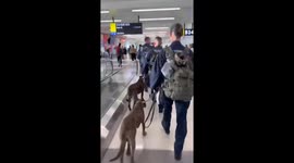 NYPD K9 Teams Deployed to Texas, Facebook Post Goes Viral