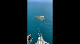 Turtle entangled in discarded fishing net is rescued by father and daughter