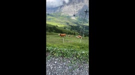 Man Plays Jazz Music for Cows