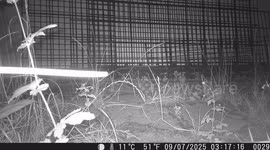 Marten Spotted on My Property – Unexpected Visitor