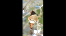 Hummingbird Stretching