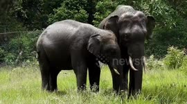 Elephants Enjoy Mud Bath for Cooling, Protection, and Bonding