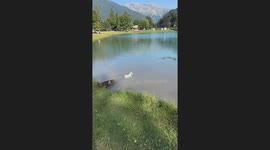 Dog Meets Ducks in the Pond