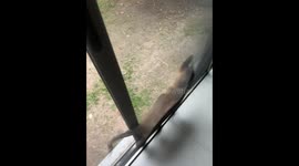 Dog Stuck Between Glass Door and Screen