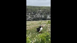 Skomer island puffins