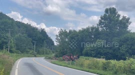 Cows running away from me and talking while I filmed in Pownal Vermont