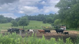 Cows on camera before they saw me taping them in Pownal Vermont
