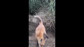 Playful Red Fox Kit Delights at South Dakota Wildlife Refuge