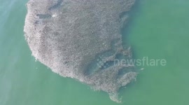 Drone Footage Captures Sharks Along New York Coastline