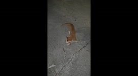 Cat Lands Perfect Backflip