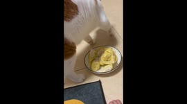 Cat Walks Around Durian Plate