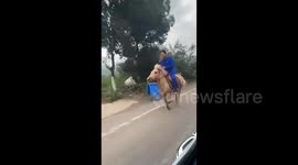 Passing motorist praises horse rider only for them to fall over on road moments later