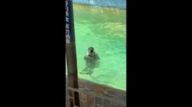 Expressive seal reacts angrily behind glass in Shandong, China