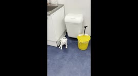 Cat falls backward during toilet attempt in Moscow, Russia