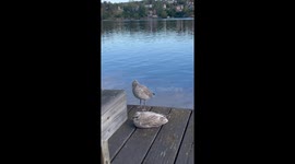Seagull’s slip at Swedish lake sparks viral laughter