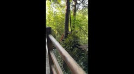 Red pandas playfully tussle and make up in Sichuan Province, China