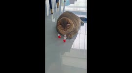 Golden British Shorthair plays with Snow King toy in Hainan, China