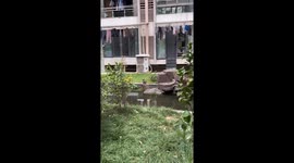 Cat falls into canal while attempting jump in Jiangsu, China
