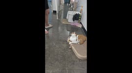Cat playfully sways while following teaser toy in Shanghai, China