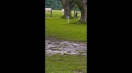 Emu and dog share playful chase in Walterboro, South Carolina