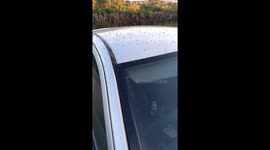 Thousands of flying ants swam car roof in Scottish town