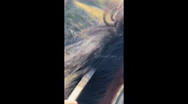 Horse bump causes rider and passenger to fall in San Miguel de Tucumán, Argentina