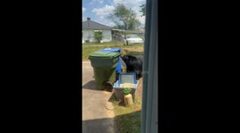 Bear spotted relaxing by trash bin in Asheville, North Carolina
