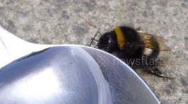 Saving a bee from dying from the heatwave in Scotland.