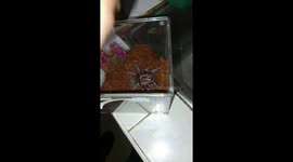 Aggressive pet tarantula leaps up to grab a cockroach