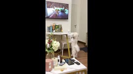 Pet dog transfixed as he watches canines on TV screen
