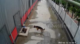 German Shepherd alerts worker to fellow dog trapped in drain
