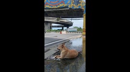 Stray dog basks in puddle like his own private pool