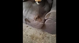 Emergency clean of house after dog fell ill sever feacal mess