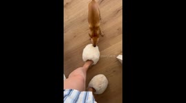Adorable moment: Chihuahua gets obsessed with his mom's fluffy slippers