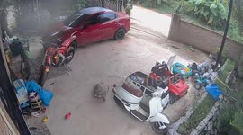 Tortoise escapes from home and travels hundreds of yards away