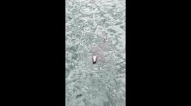 Seals try to take over but man still catches a mackerel
